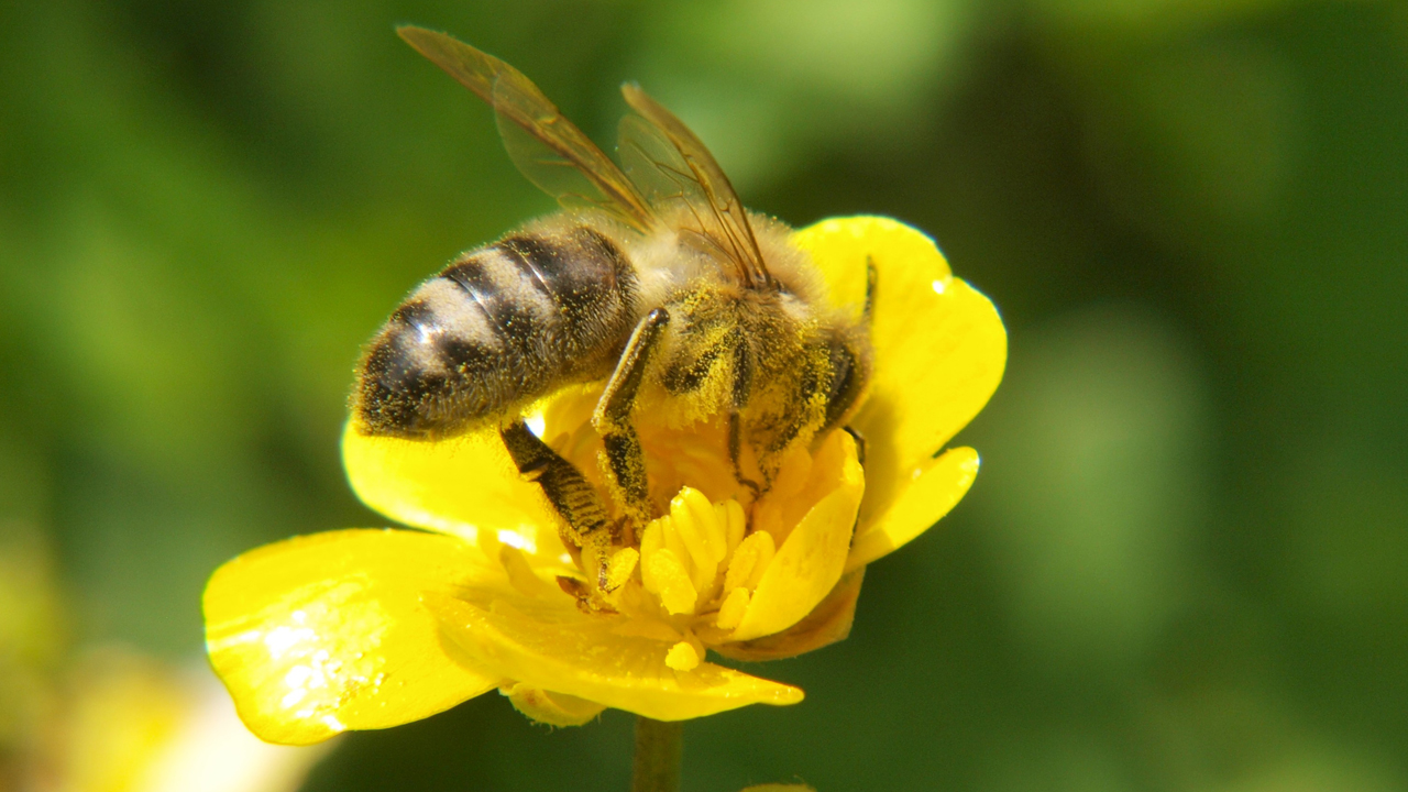 Ett bi suger nektar ur en blomma. Foto: Mostphotos